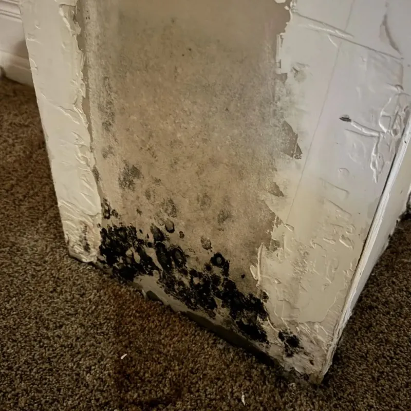 Professional Mold Removal in Willard, MO